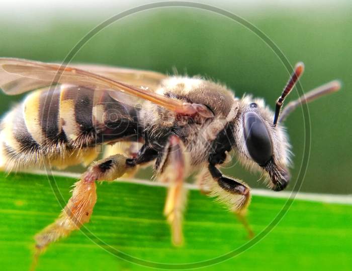 Details of a honeybee