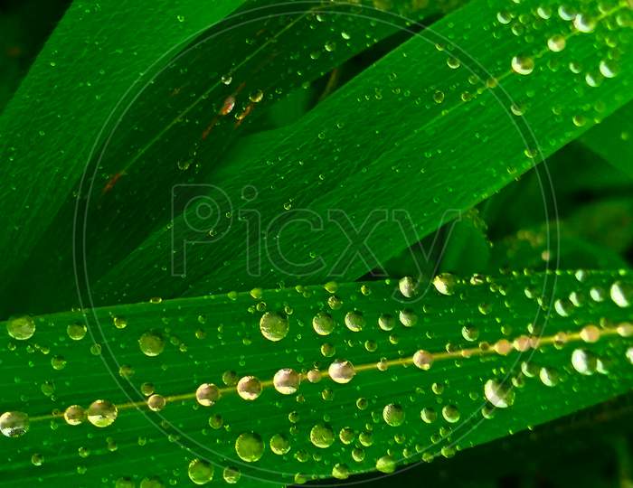 Dewdrops on leaf in the morning.