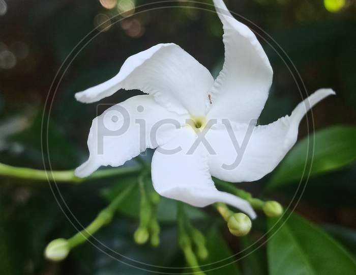 White flowe , beautiful flowers