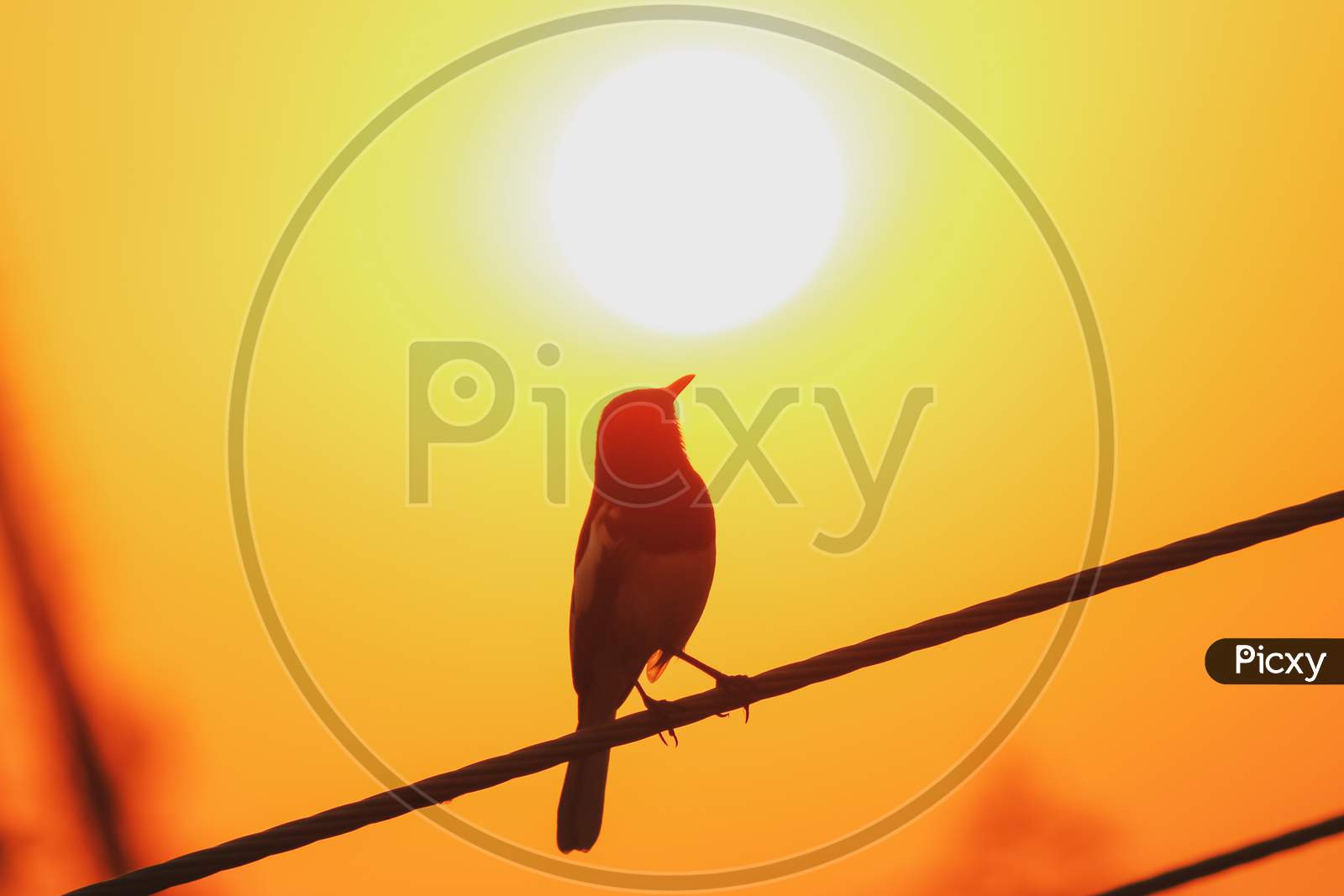 A blackbird robin sitting on the wire chasing the sunset