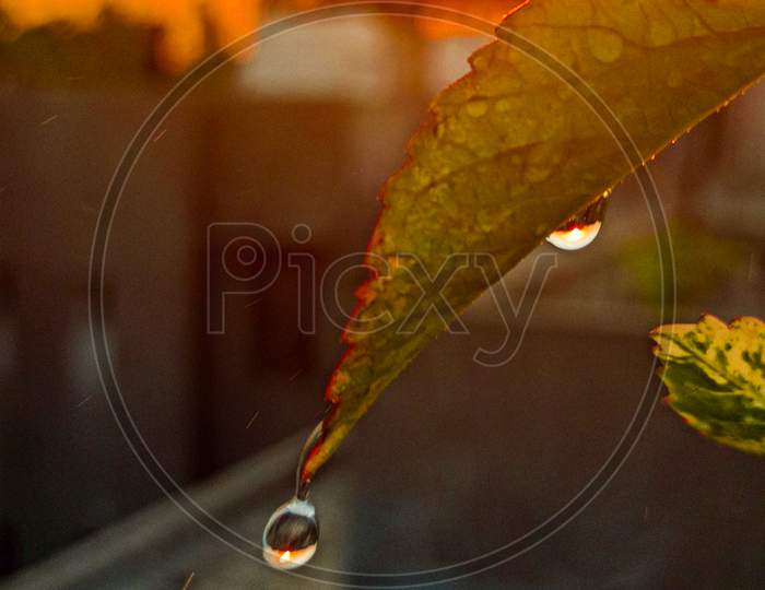 Drop of water falling from a leaf.