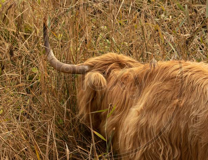Conservation In Action As This Highland Cattle Grazing To Keep The Fenland Well Maintained For Rare Breeding Wetland Birds