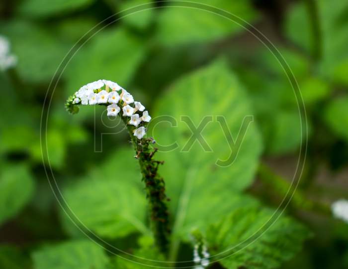 The Tiny White Grass Flower Name Is Clump Of Alyssum