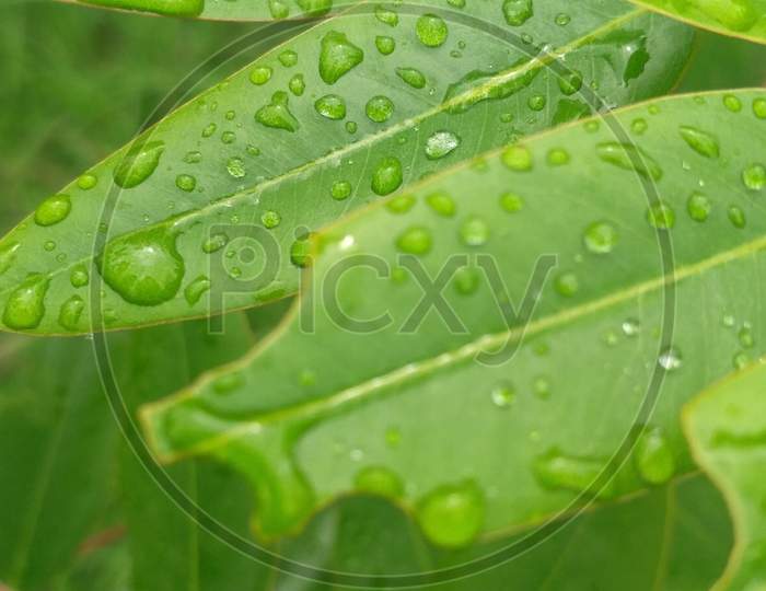 Water drops on the leaf during raining.