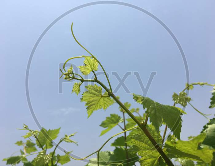 Grape plant growing day by day
