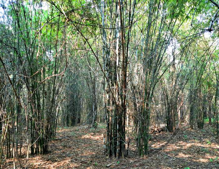 Bamboo forest of distict seoni madhyapradesh india