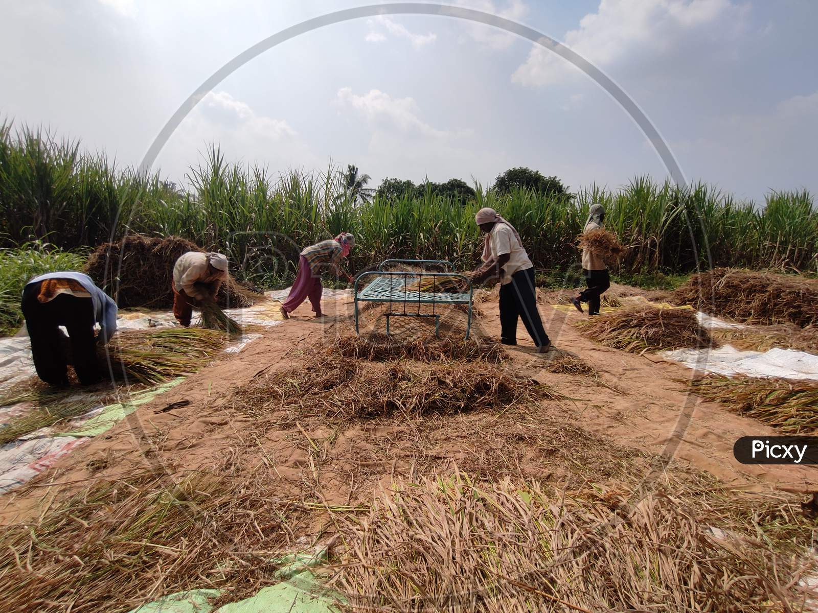 cutting of rice field Maharashtra