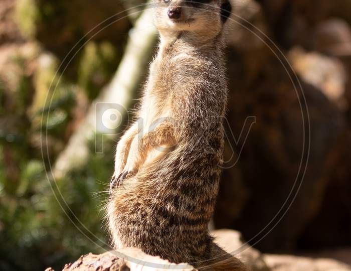 Alert Lookout Meerkat, Suricata Suricatta, Sitting Upright On Tree Trunk In Morning Sunshine