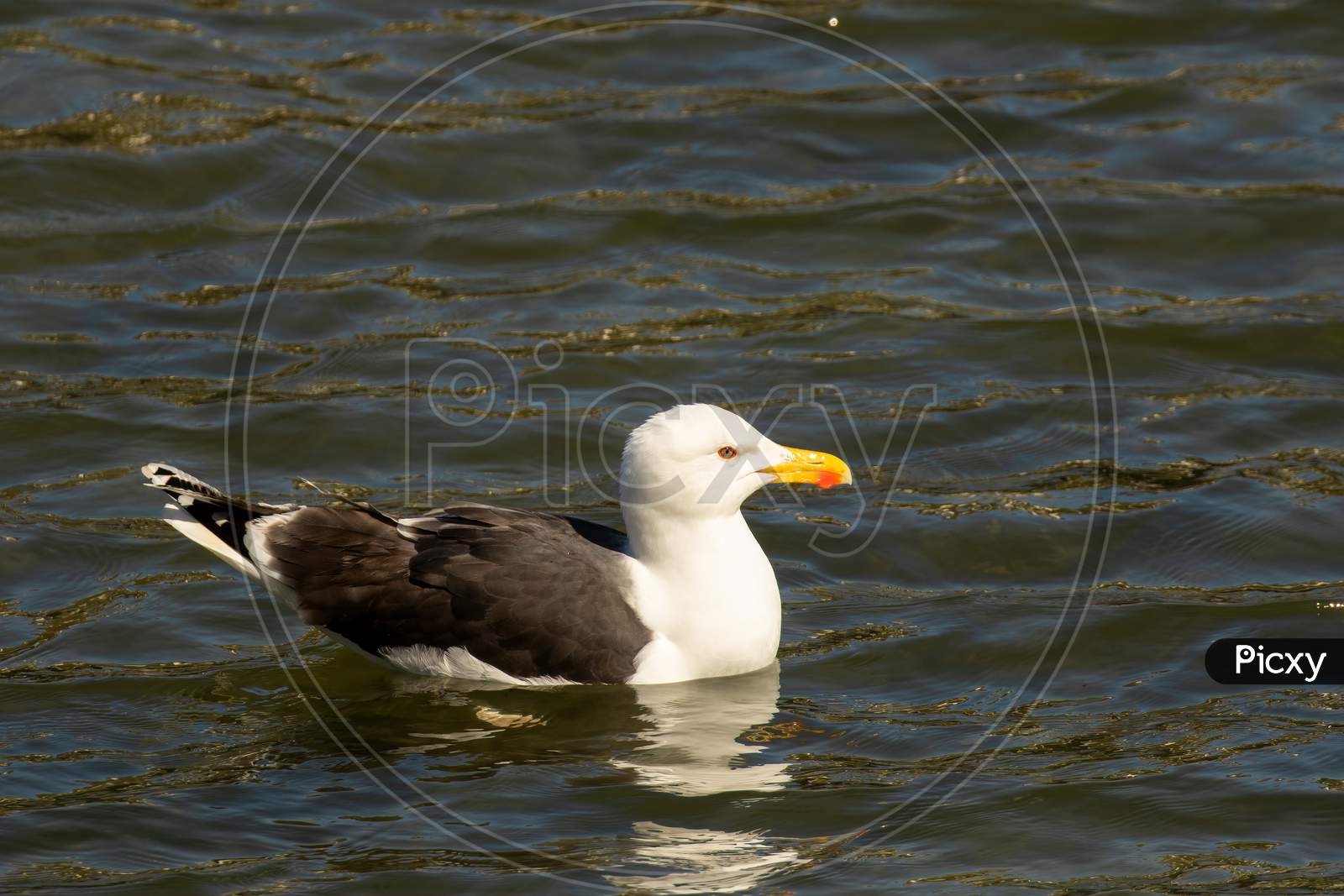 Feisty Herring Gull, Larus Argentatus, Largest Of Uk Gulls