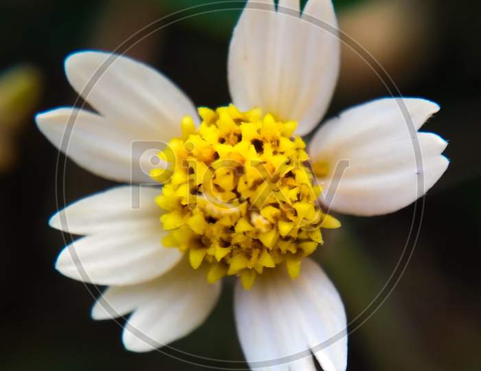 A wild flower with white petals.