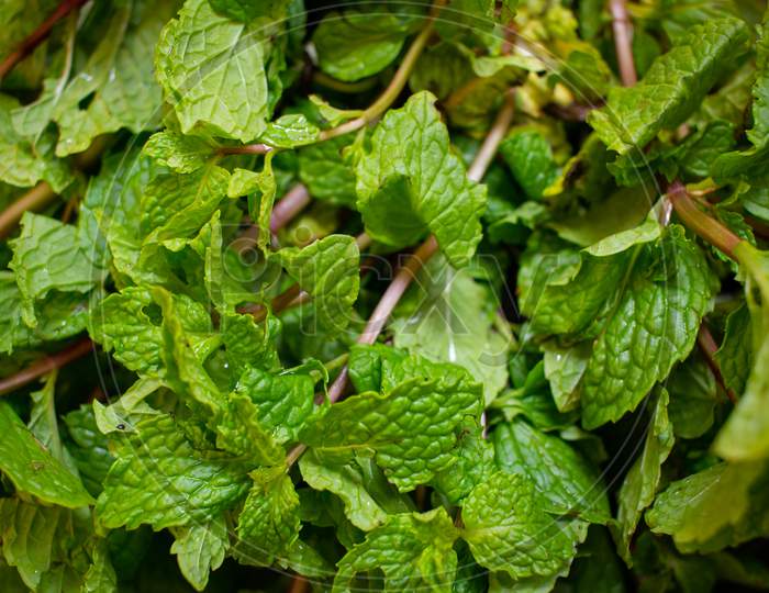 Fresh Mint Leaves Used For Flavoring And As Common Herb In Cooking.