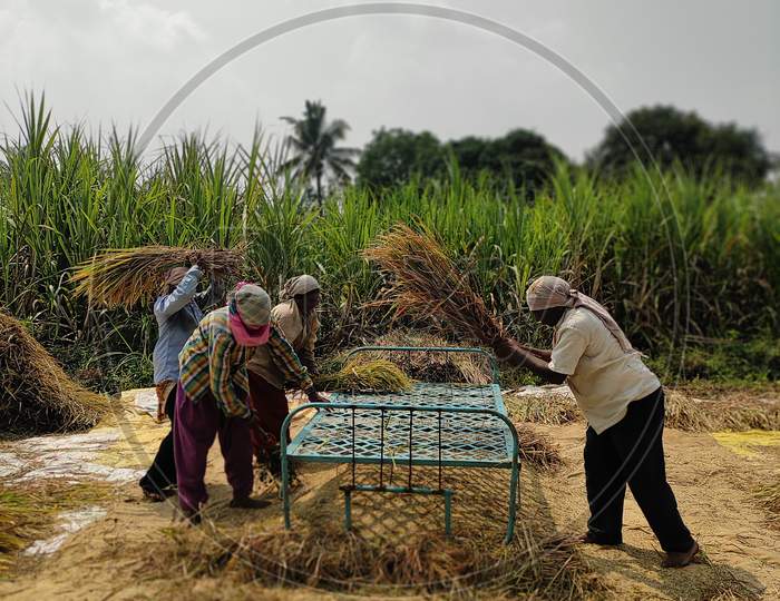 cutting of rice field Maharashtra