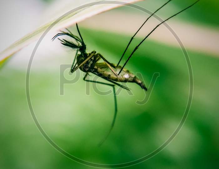 Mosquito taking momentual rest.