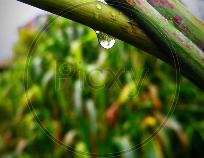 Water drop climbing on a crop after rain.