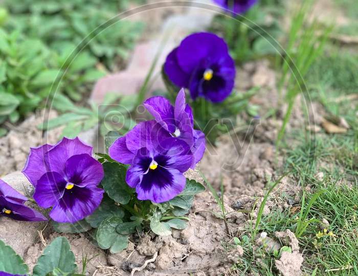 Pansy violet flower