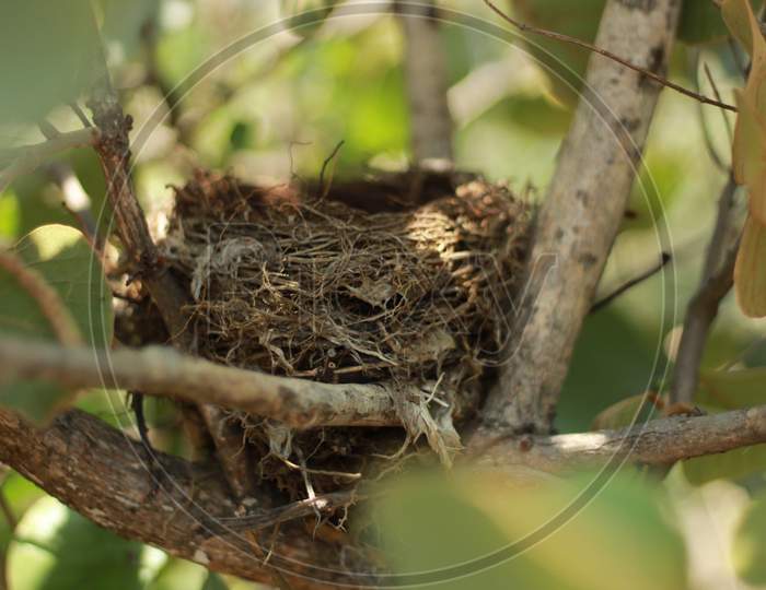 small nest of small bird