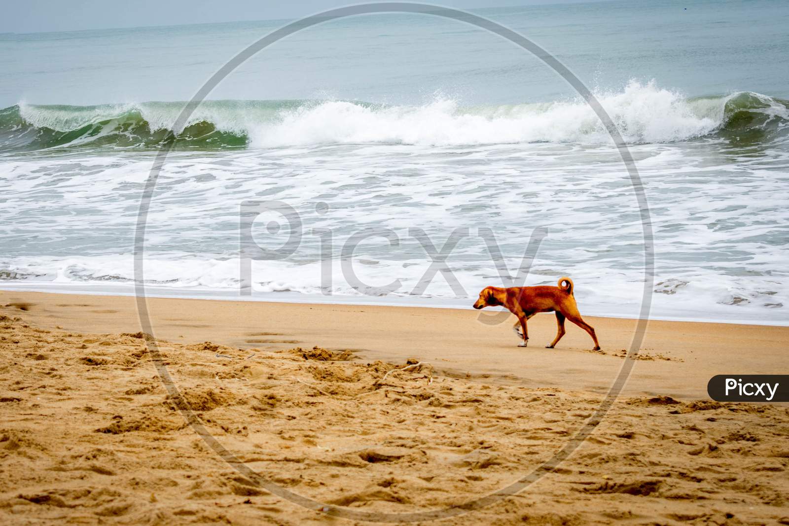 Dog at a beach