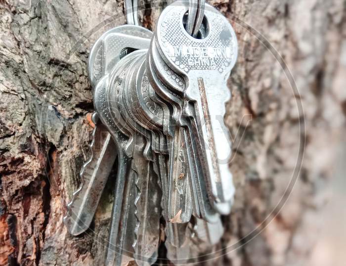 Key Stock With Ring With Tree