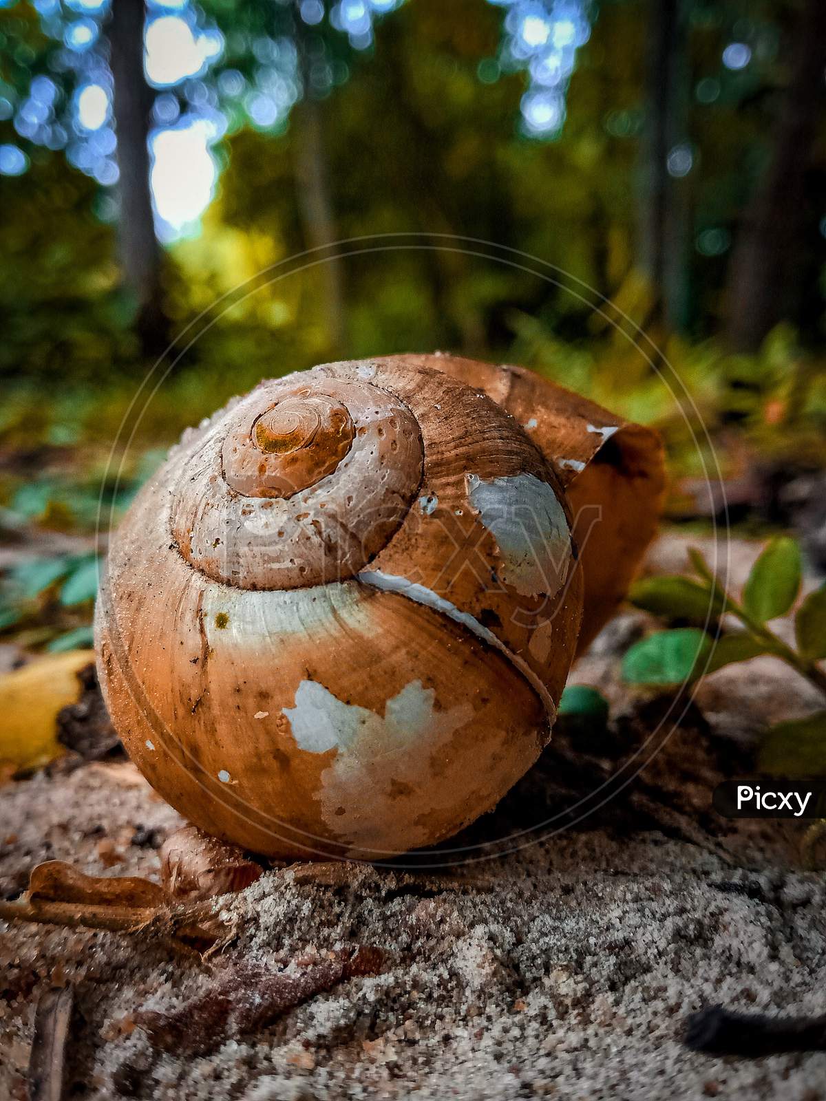 The snail..