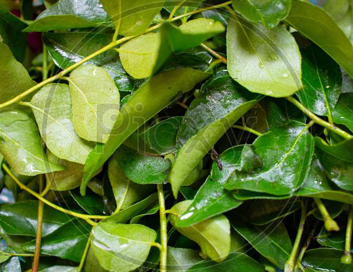 Fresh Curry Leaves Which Is Commonly Used In Cooking For Flavoring And Aroma.