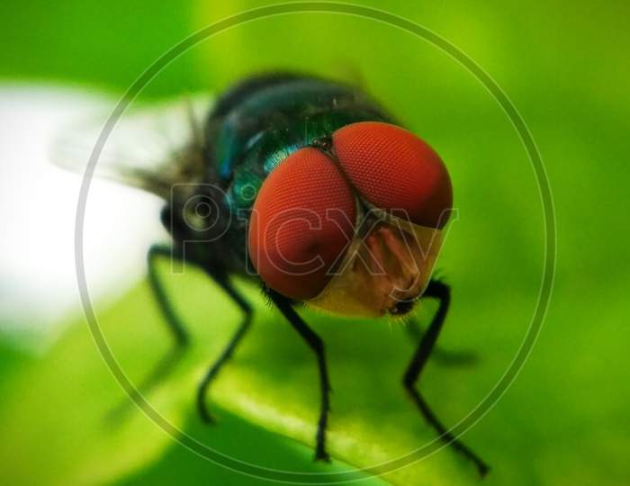 Close-up look of a bottle fly sitting on a leaf