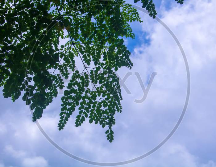 Moringa, Leaves (Moringa Oleifera Lamk.) Natural Moringa Leaves Blue Sky Background.
