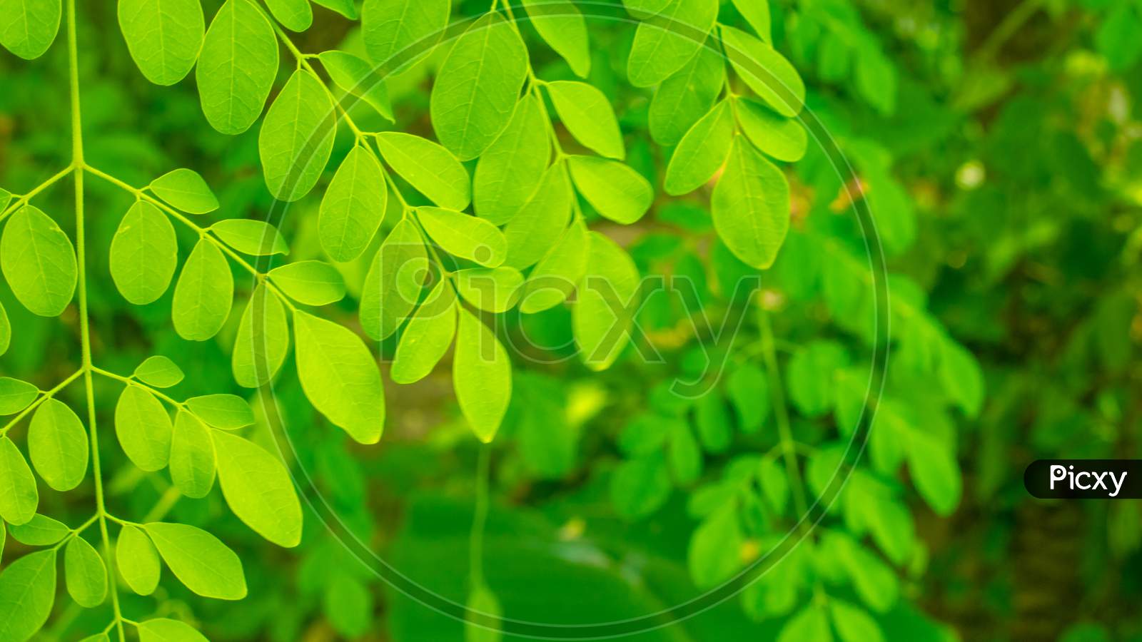Moringa, Leaves (Moringa Oleifera Lamk.) Natural Madicine Tree Moringa Leaves Wallpaper.