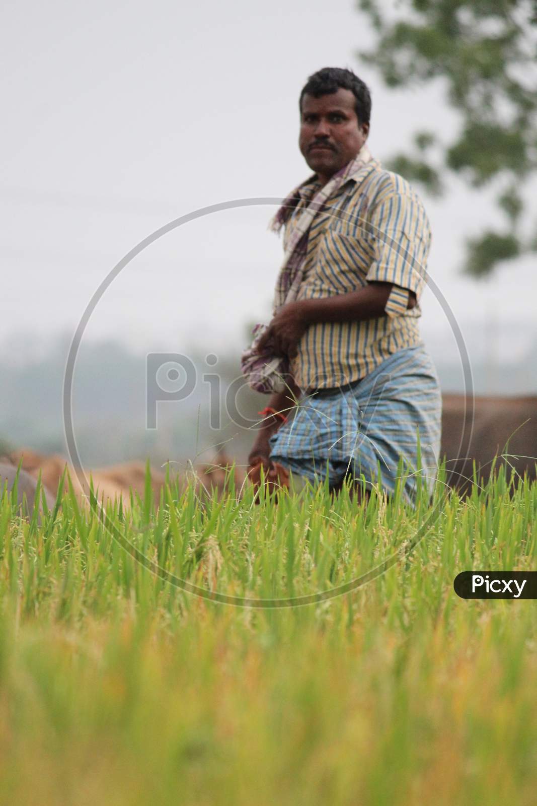 Farmer , Agricultural Field , India