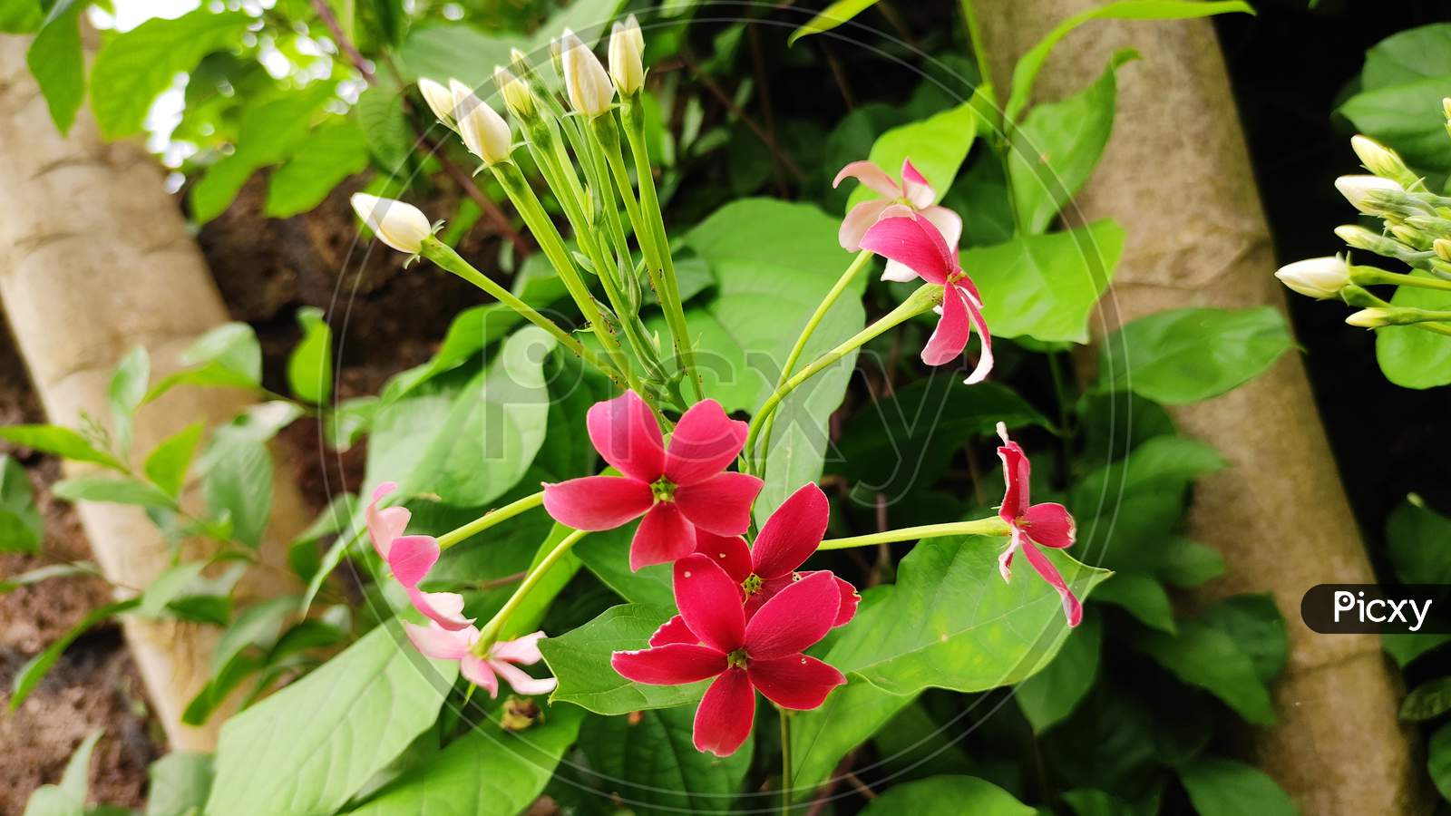 Beautiful rangoon creeper flowers