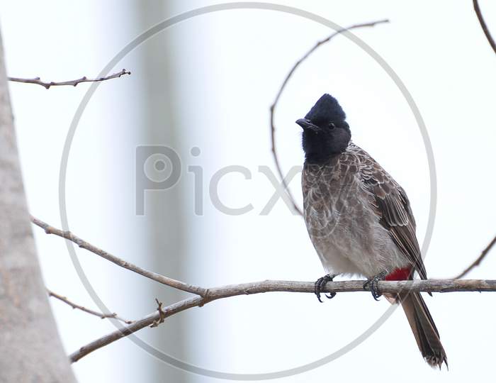 Red vented bulbul on a branch - Stock photography