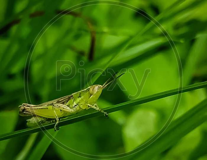 The little grasshopper