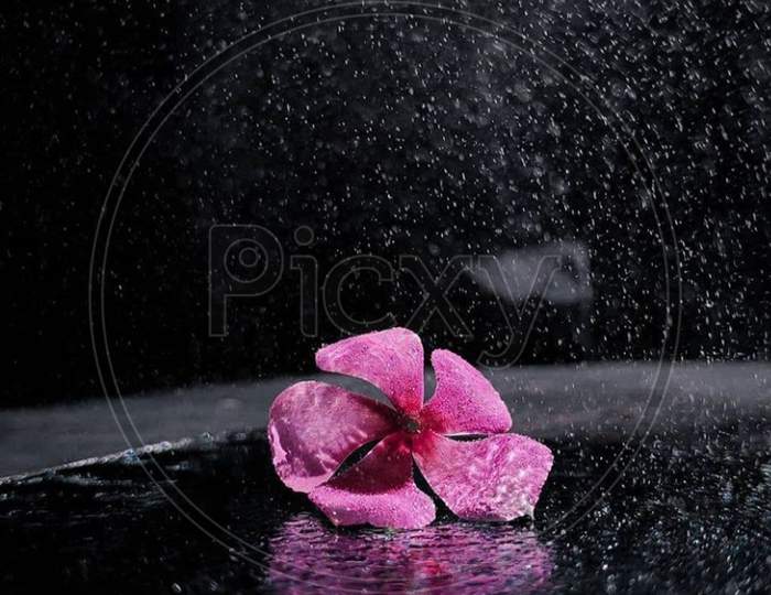Pink flower natural