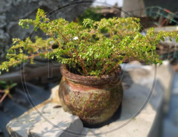 Plant Photography