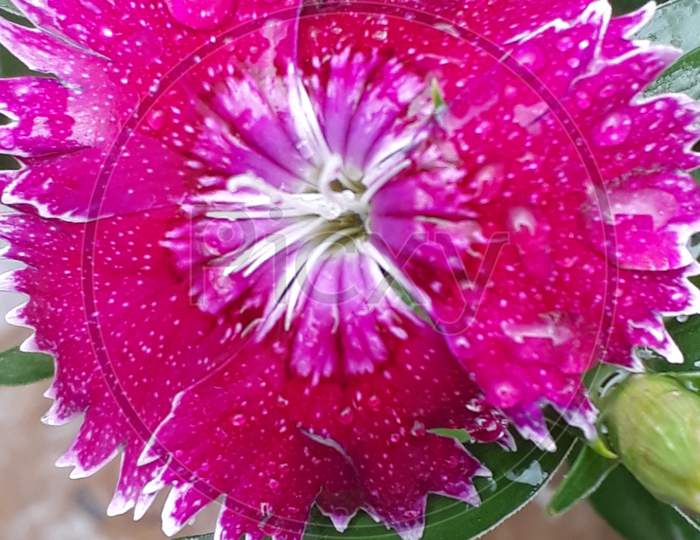 A view of droplets on petals
