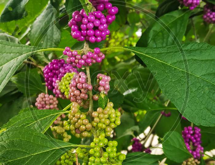 American Beauty-Berry Turning Green To Purple