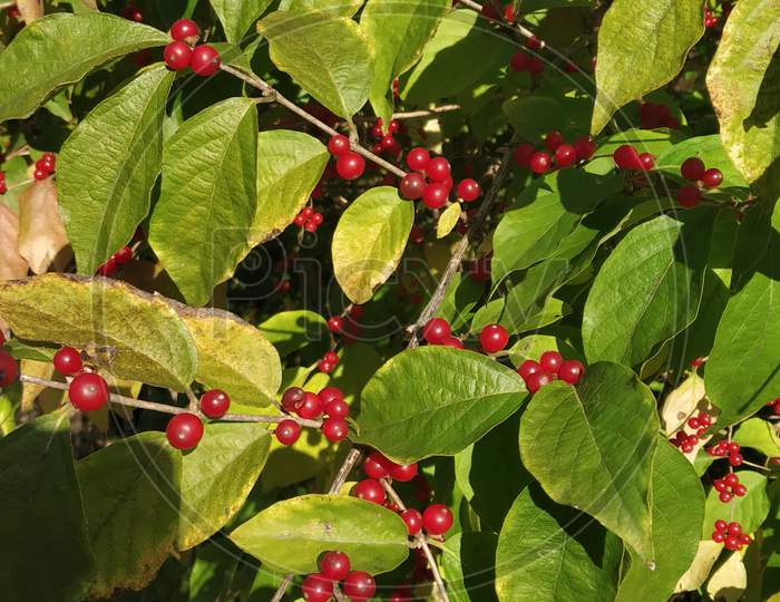 Red Schisandra Berries