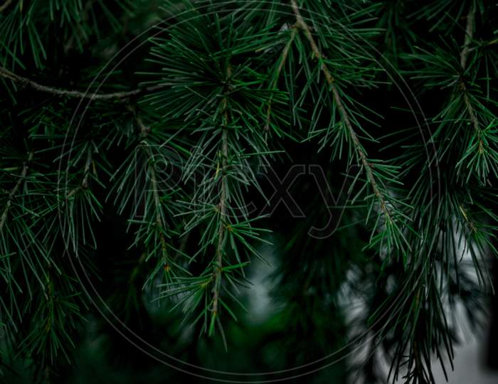 Pine trees Green branches with pointy leaves