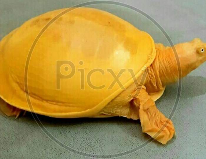 Yellow Tortoise
