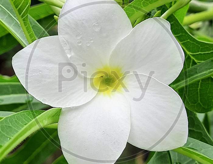 White plumeria