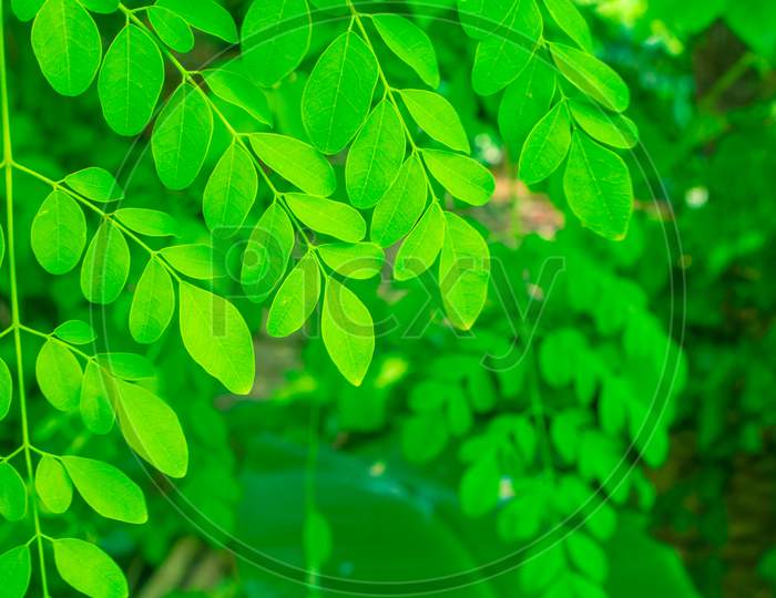 Moringa, Leaves (Moringa Oleifera Lamk.) Natural Moringa Leaves Green Background.