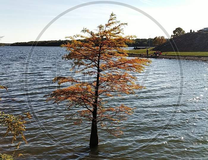 American Larch In a Lake