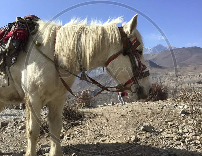 White Horse in Mustang Nepal