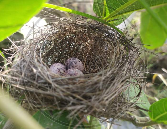 Beautiful Nest