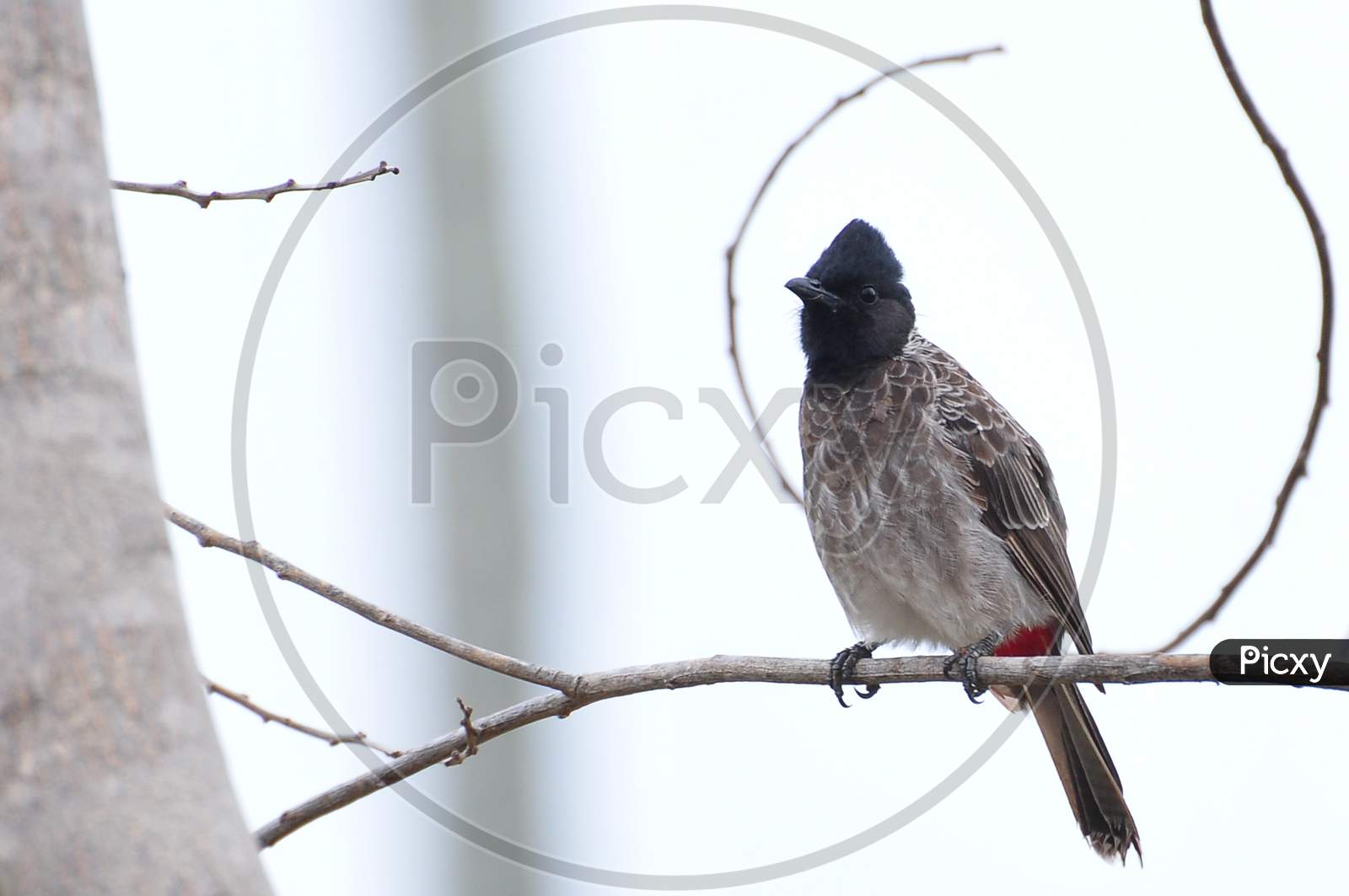 Red vented bulbul on a branch - Stock photography