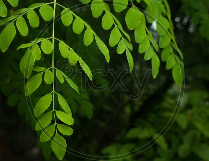 Fresh Green Moringa Leaves (Moringa Oleifera Lamk.) Natural Moringa Leaves Green Background.