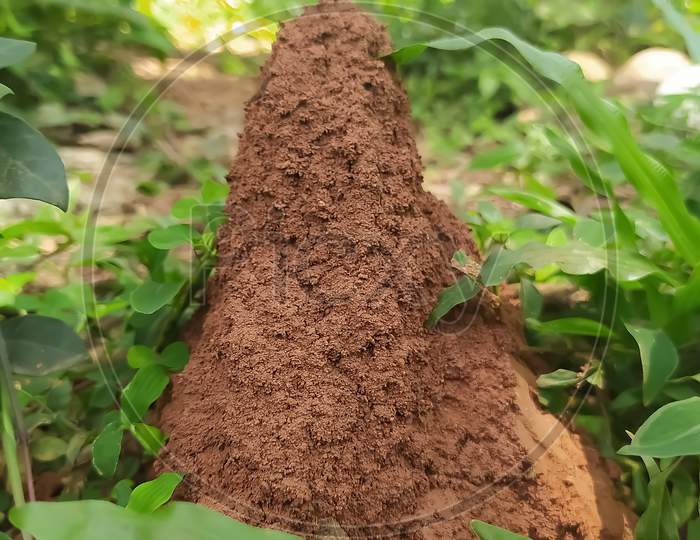 Closeup Of An Ant Hill With Green Plants