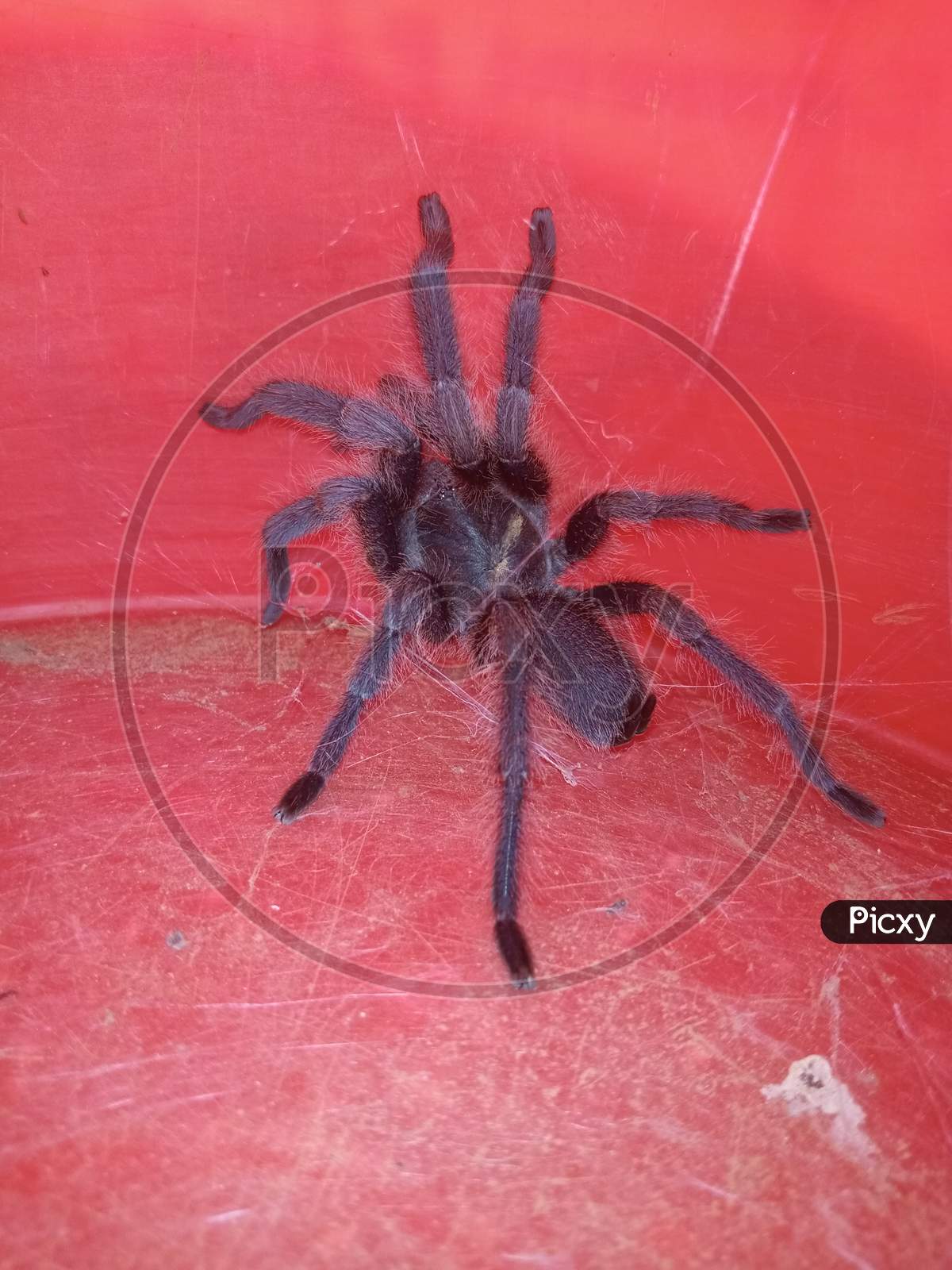 Big spider. Tarantula