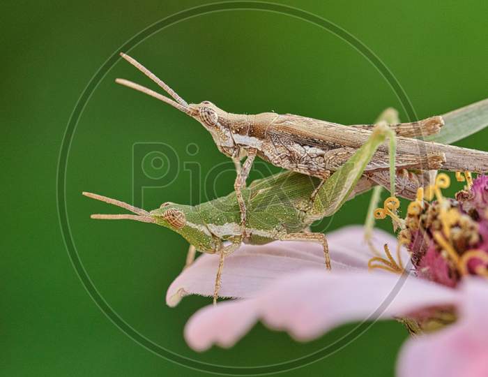 Grasshopper mating