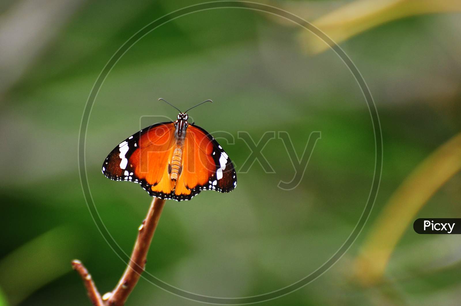 Micro shot of Tiger Butterfly in a natural scenery