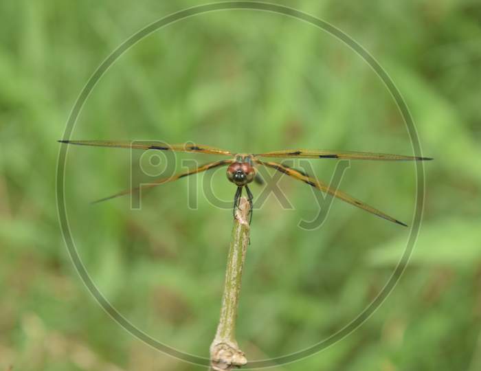 dragonfly sitting on a twig